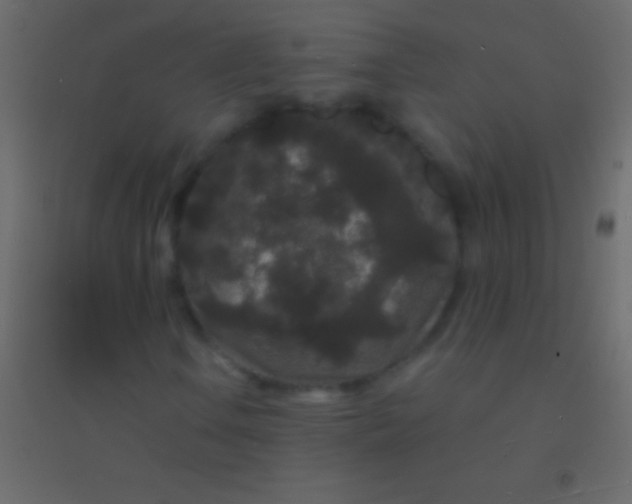 X0000094961106200712131639