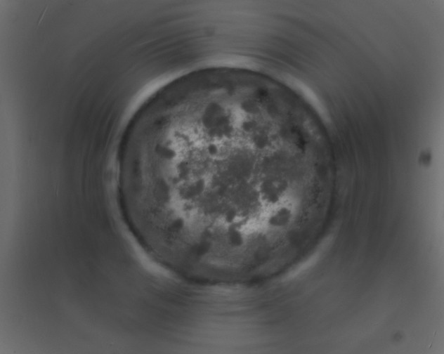 X0000094961125200712131639