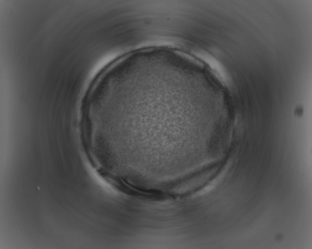 X0000094961135200712131639