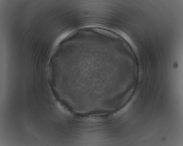 X0000094961145200712131639