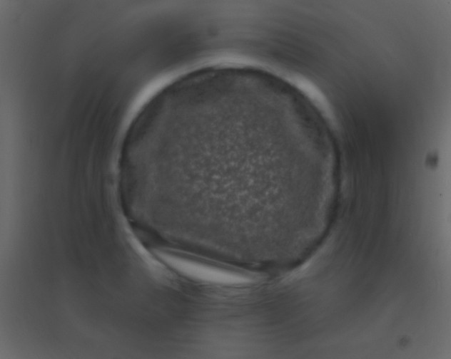 X0000094961183200712131638