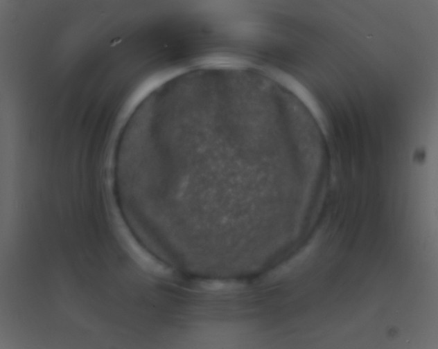 X0000094961195200712131638