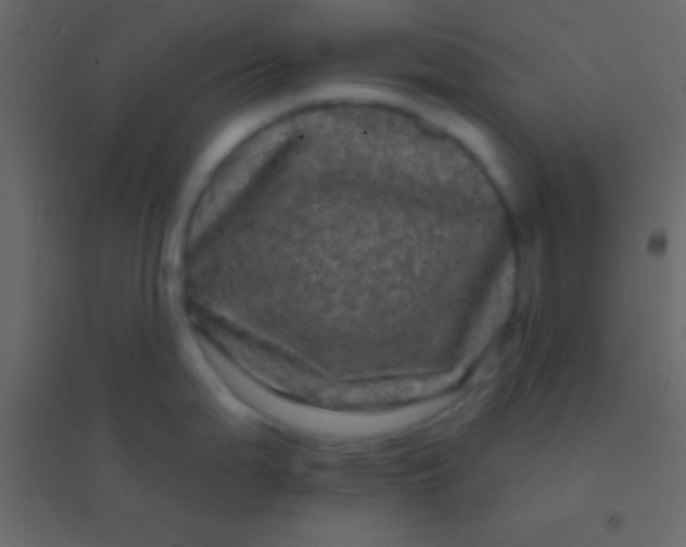 X0000094961199200712131638