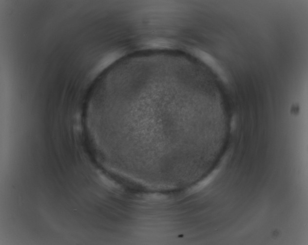 X0000094961209200712131637