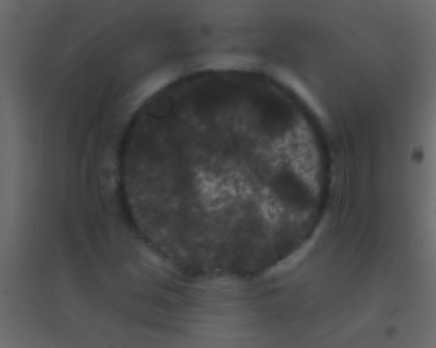 X0000094961213200712131637