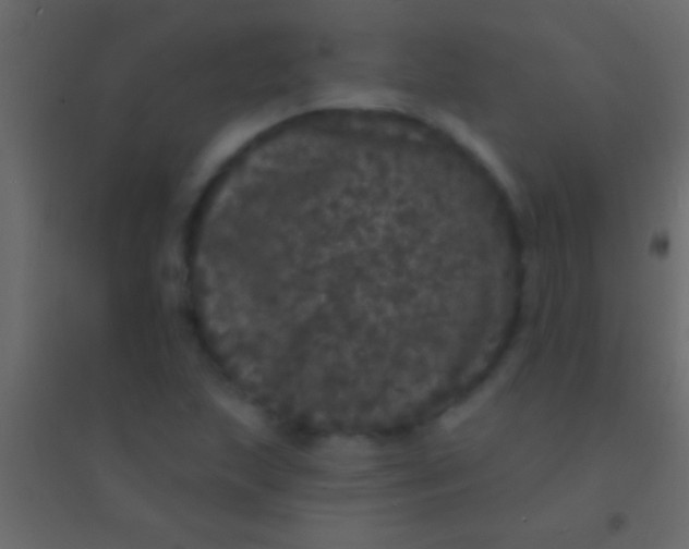 X0000094961215200712131637