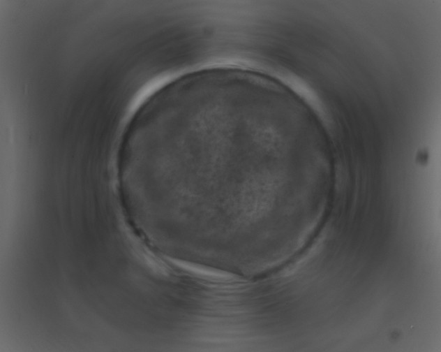 X0000094961230200712131638