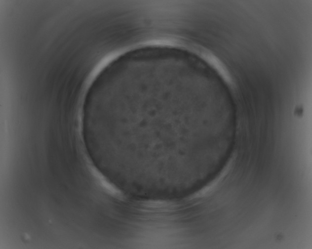 X0000094961232200712131638