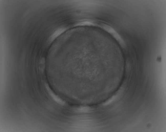 X0000094961233200712131638