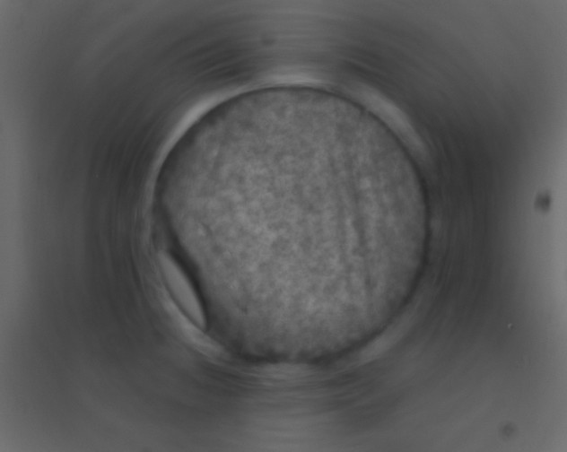 X0000094961236200712131638