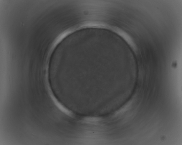 X0000094961237200712131638