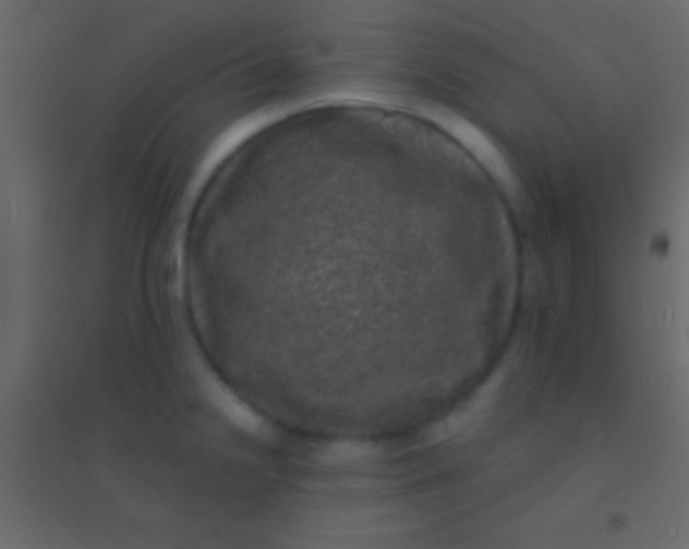 X0000094961238200712131638