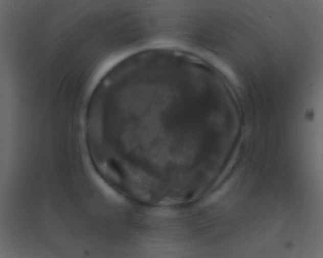 X0000094961239200712131638