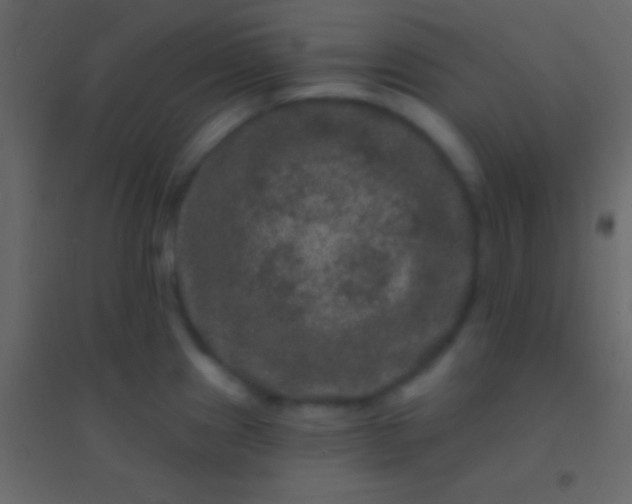 X0000094961241200712131638