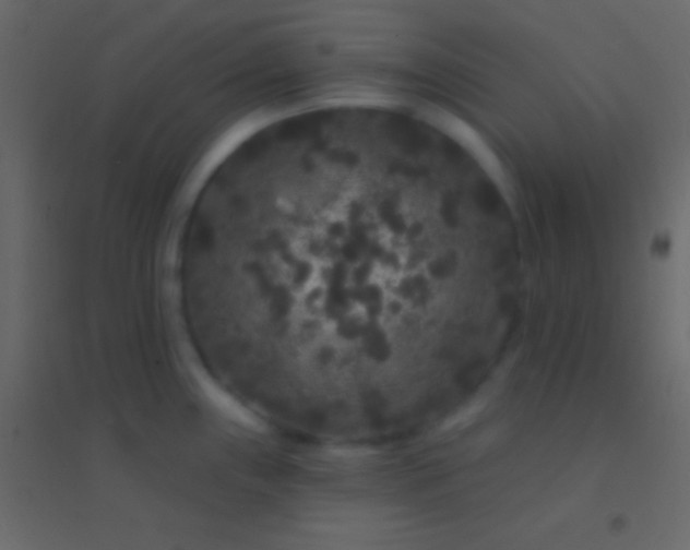 X0000094961243200712131638