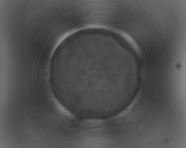 X0000094961244200712131638