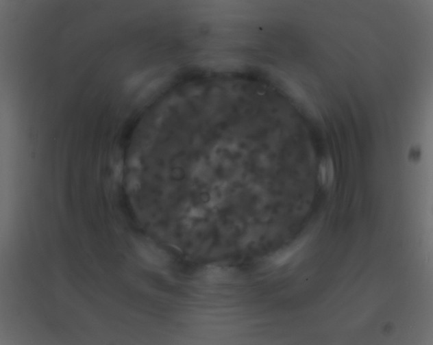 X0000094961251200712131637