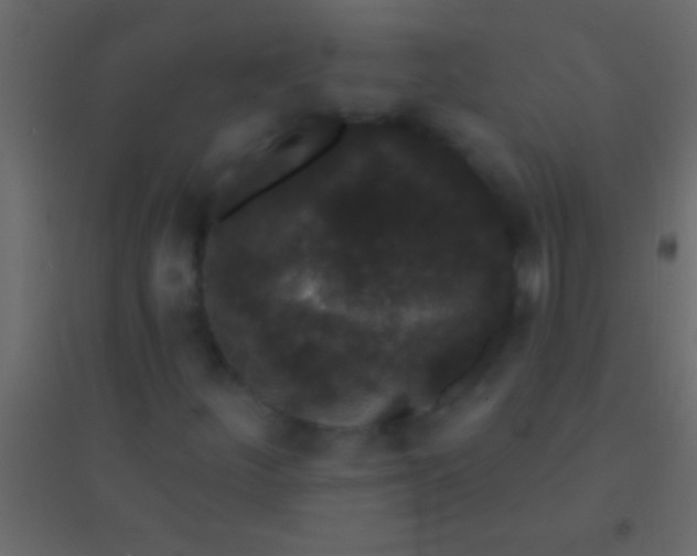 X0000094961252200712131637