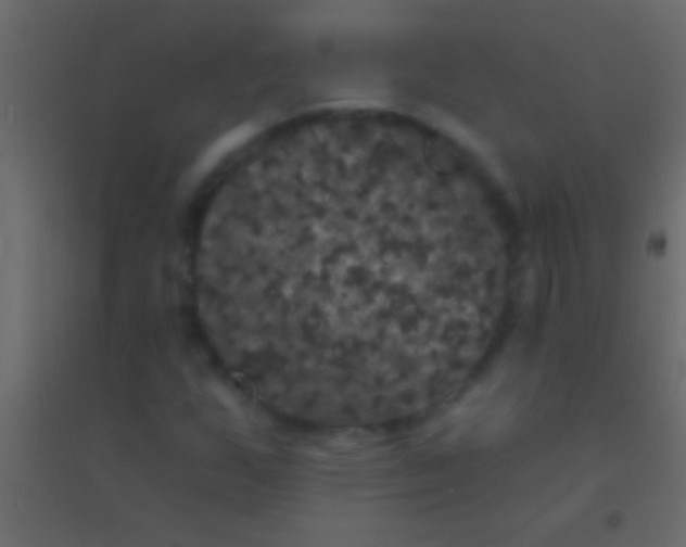 X0000094961255200712131637