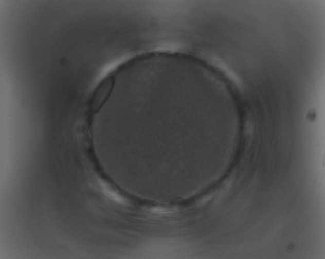 X0000094961256200712131637