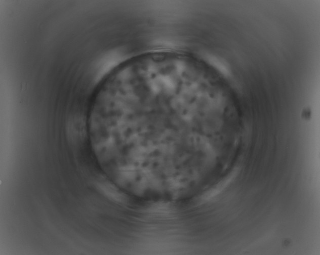 X0000094961259200712131637