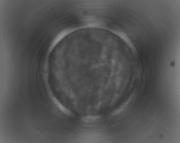 X0000094961294200712131636