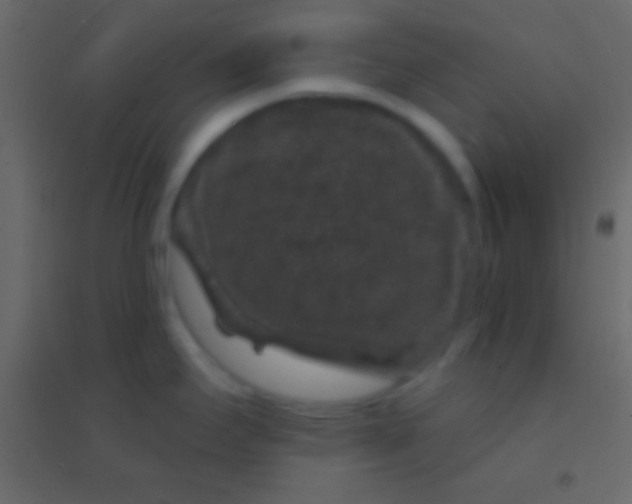 X0000094961295200712131636