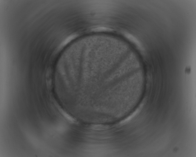 X0000094961305200712131636