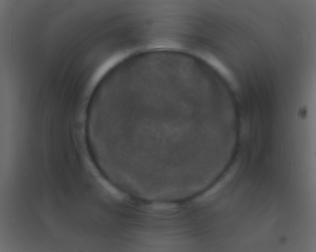 X0000094961325200712131636