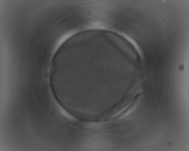 X0000094961333200712131636