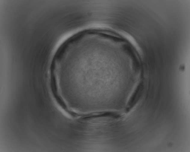 X0000094961335200712131636