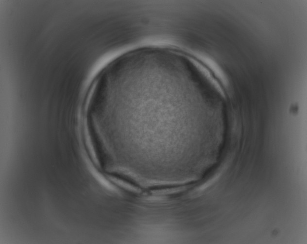 X0000094961343200712131636