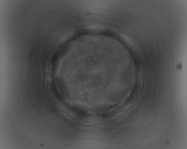 X0000094961346200712131636