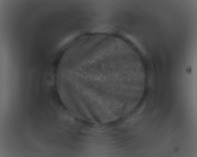 X0000094961350200712131636