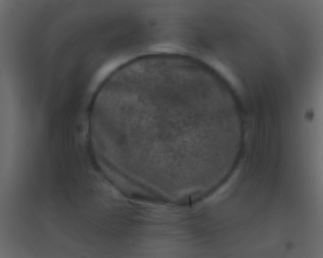 X0000094961358200712131635