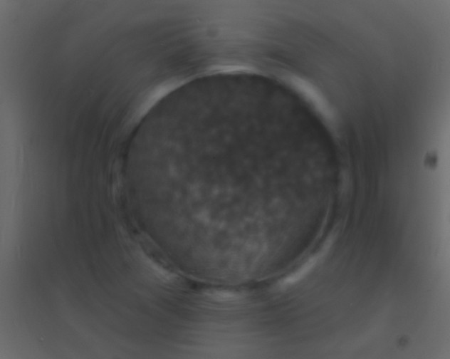 X0000094961361200712131635