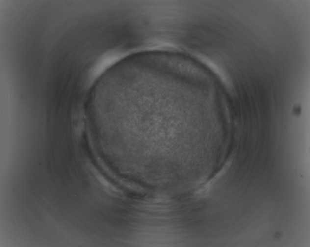 X0000094961363200712131635