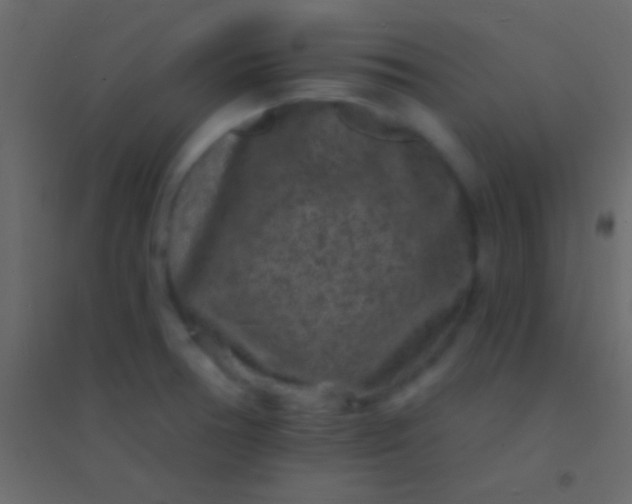 X0000094961378200712131635