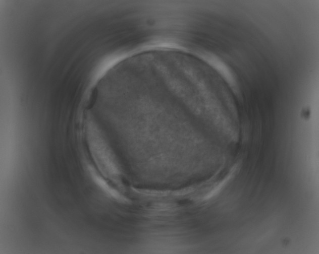 X0000094961382200712131635