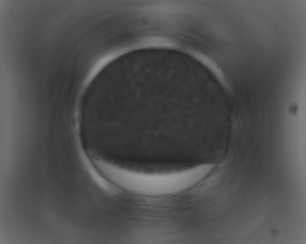 X0000094961383200712131635