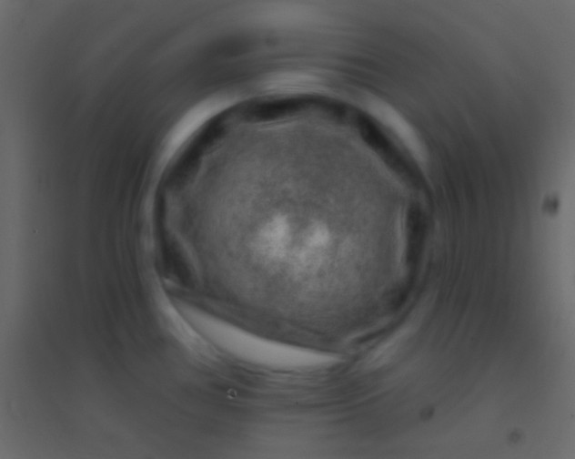 X0000094961386200712131635