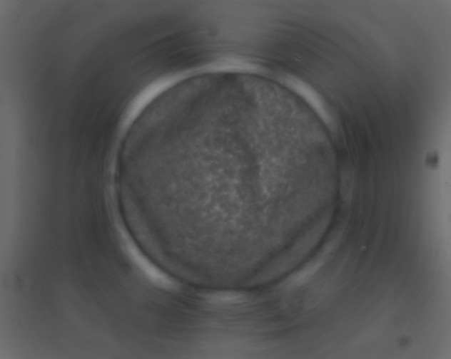 X0000094961387200712131635