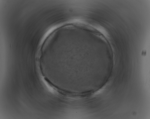 X0000094961392200712131635