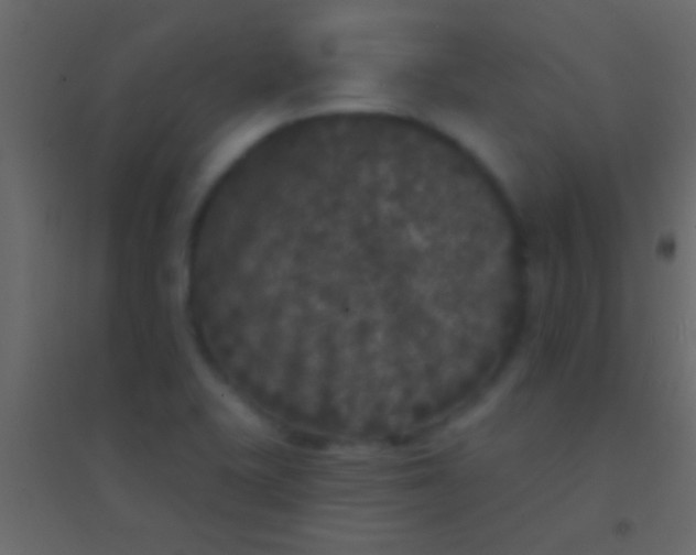 X0000094961415200712131635