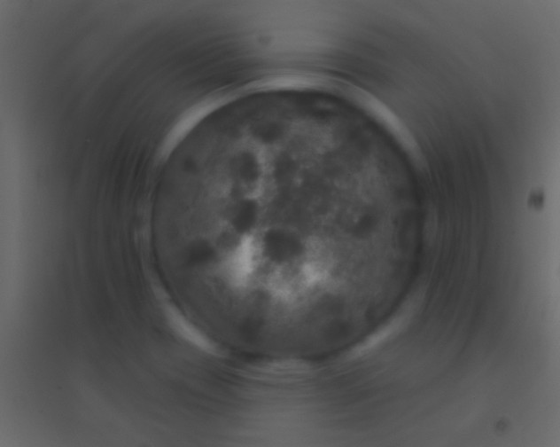 X0000094961417200712131635