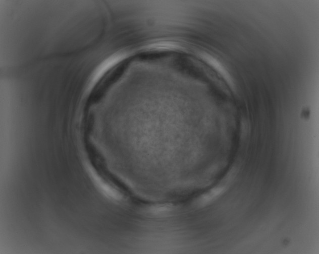 X0000094961426200712131635