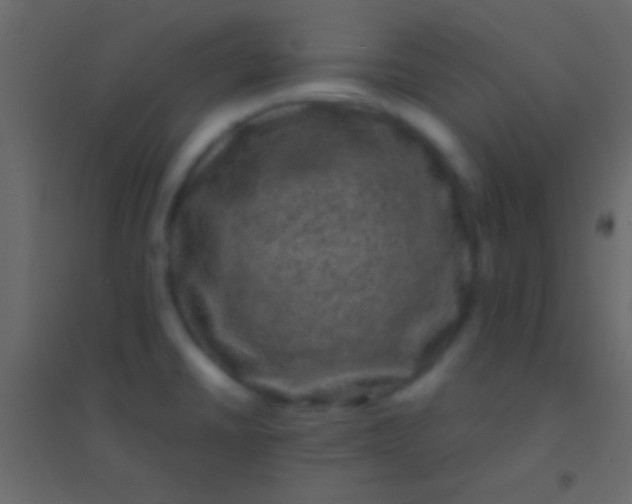 X0000094961430200712131635