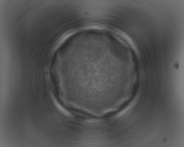 X0000094961433200712131635