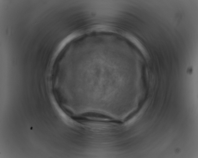 X0000094961434200712131635