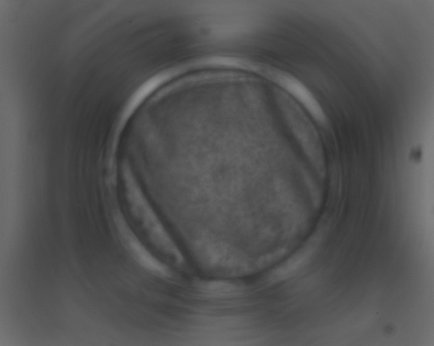 X0000094961436200712131635